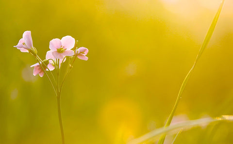 Wildflower in bright sunlight